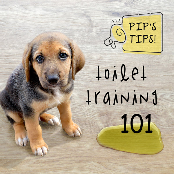 How to toilet train your puppy