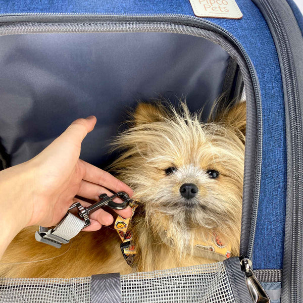 Load image into Gallery viewer, Person attaching safety hook to harness of small dog inside Navy Blue Pipco Pet Backpack Carrier
