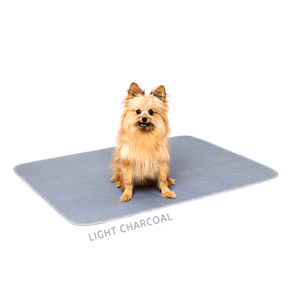 Load image into Gallery viewer, Cute pomeranian dog sitting on grey Pipco Pets washable pee pad