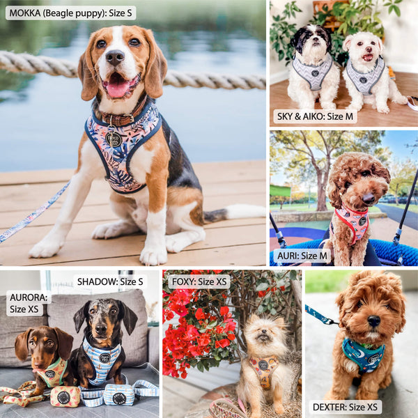 Load image into Gallery viewer, 4-Piece Bundle: Starry Night