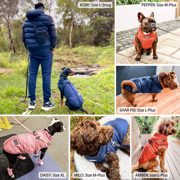 Load image into Gallery viewer, Customer photos of medium to large breed dogs wearing Pipco Pets puffer jackets with built-in harness