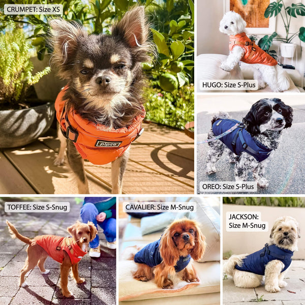 Load image into Gallery viewer, Customer photos of small to medium breed dogs wearing Pipco Pets puffer jackets with built-in harness