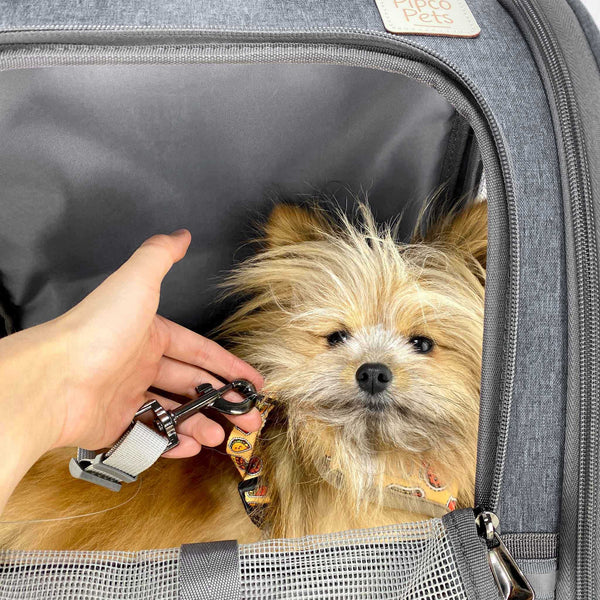Load image into Gallery viewer, Person attaching safety hook to harness of small dog inside Grey Pipco Pet Backpack Carrier
