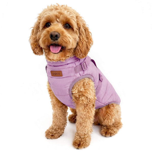 Load image into Gallery viewer, Dog wearing lilac purple coat with built-in harness by Pipco Pets