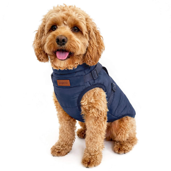 Load image into Gallery viewer, Dog wearing navy blue vest jacket with built-in harness by Pipco Pets