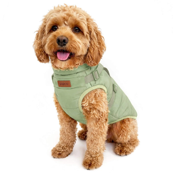 Load image into Gallery viewer, Dog wearing sage green coat with built-in harness by Pipco Pets