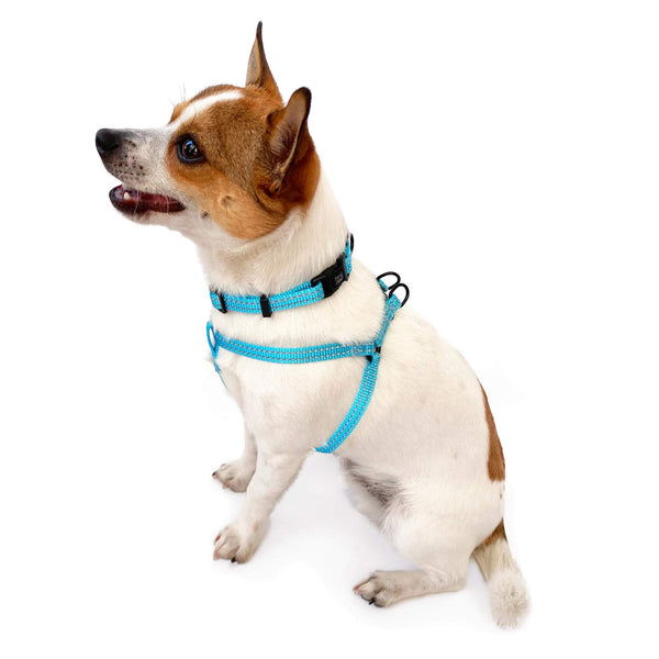 Load image into Gallery viewer, Cute small dog wearing Pipco SuperLite lightweight collar and harness in blue