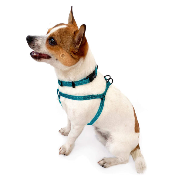 Load image into Gallery viewer, Cute small dog wearing Pipco SuperLite lightweight collar and harness in teal
