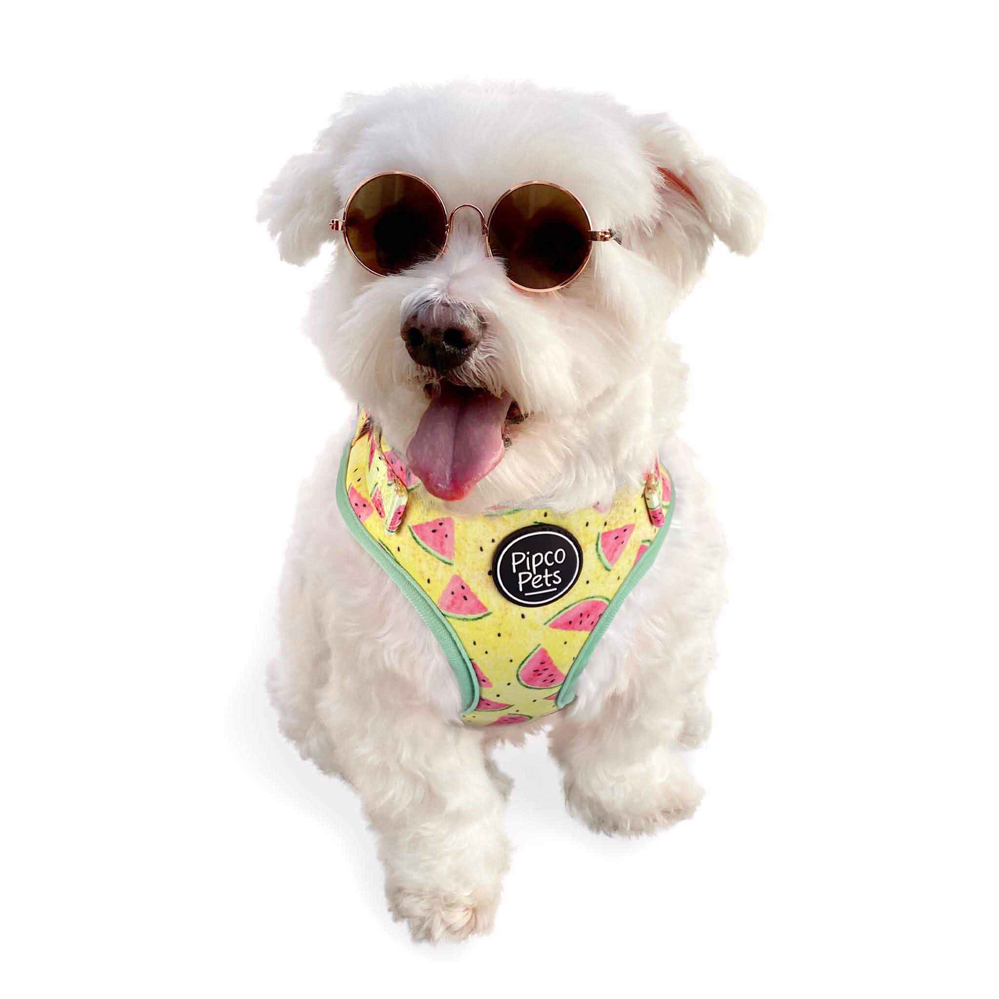 Cute dog wearing sunglasses and Pipco Pets adjustable dog harness with Summer Melons watermelon print pattern in yellow