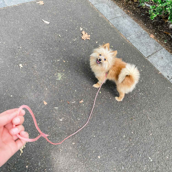 Load image into Gallery viewer, Happy tiny dog wearing lightweight pink Pipco rope lead
