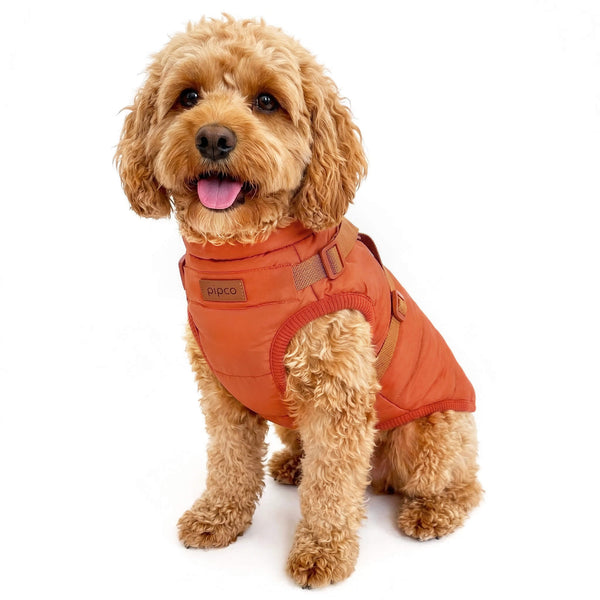 Load image into Gallery viewer, Dog wearing burnt orange winter coat with built-in harness by Pipco Pets
