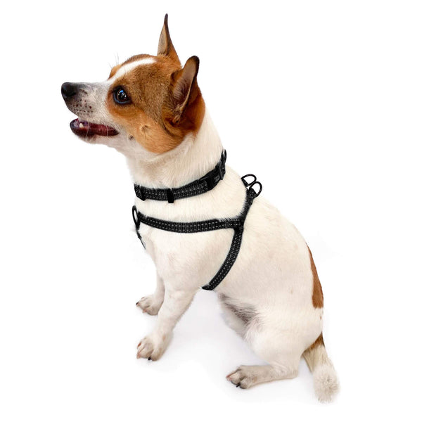 Load image into Gallery viewer, Cute small dog wearing Pipco SuperLite lightweight collar and harness in black
