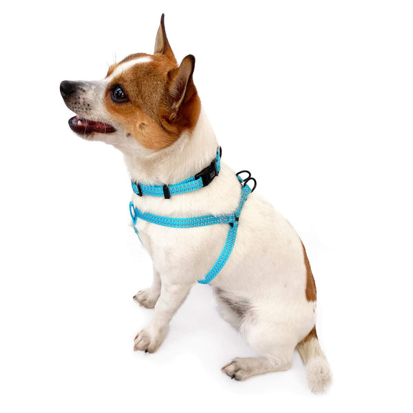 Load image into Gallery viewer, Cute small dog wearing Pipco SuperLite lightweight collar and harness in blue
