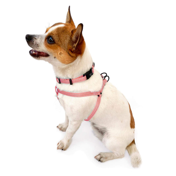 Load image into Gallery viewer, Cute small dog wearing Pipco SuperLite lightweight collar and harness in pink
