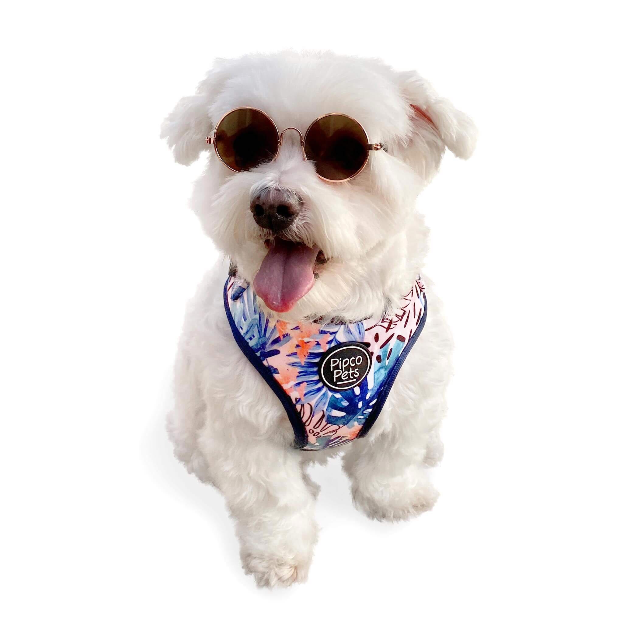 Cute dog wearing sunglasses and Pipco Pets adjustable harness with Tropic Fronds tropical leaves print pattern in blue
