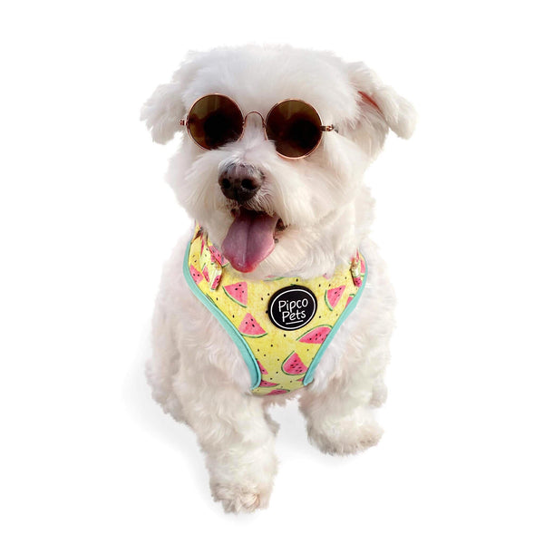 Load image into Gallery viewer, Cute dog wearing sunglasses and Pipco Pets adjustable dog harness with Summer Melons watermelon print pattern in yellow
