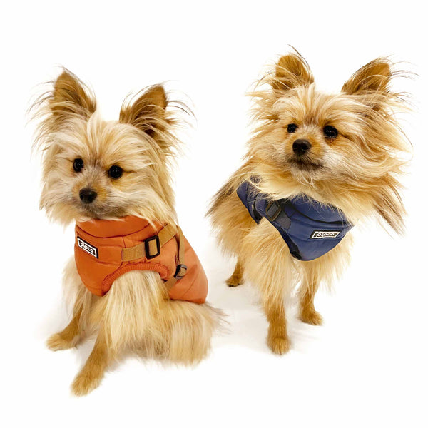 Load image into Gallery viewer, Small dogs modelling orange and navy Pipco winter vests Australia
