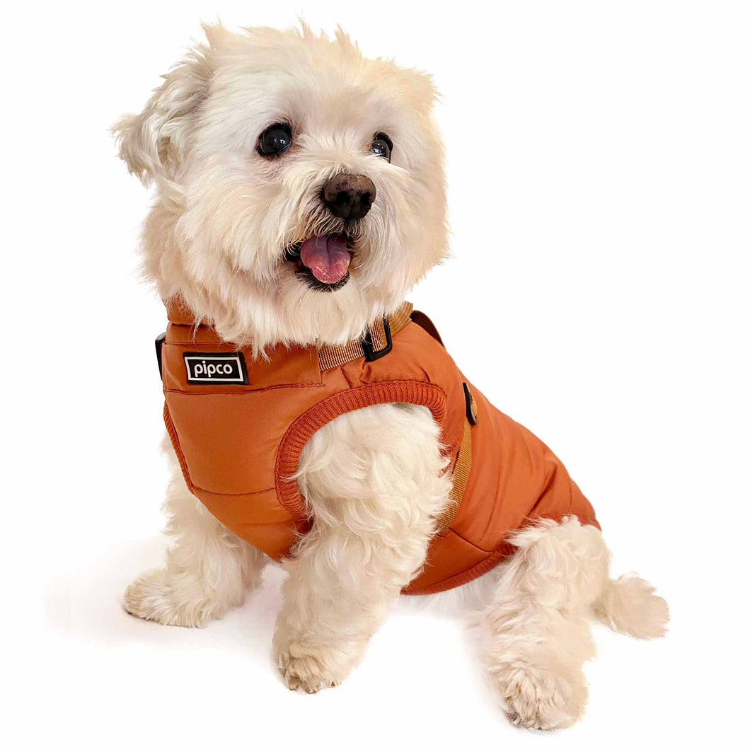 Dog wearing burnt orange Pipco Puffer Jacket Australia with built-in harness